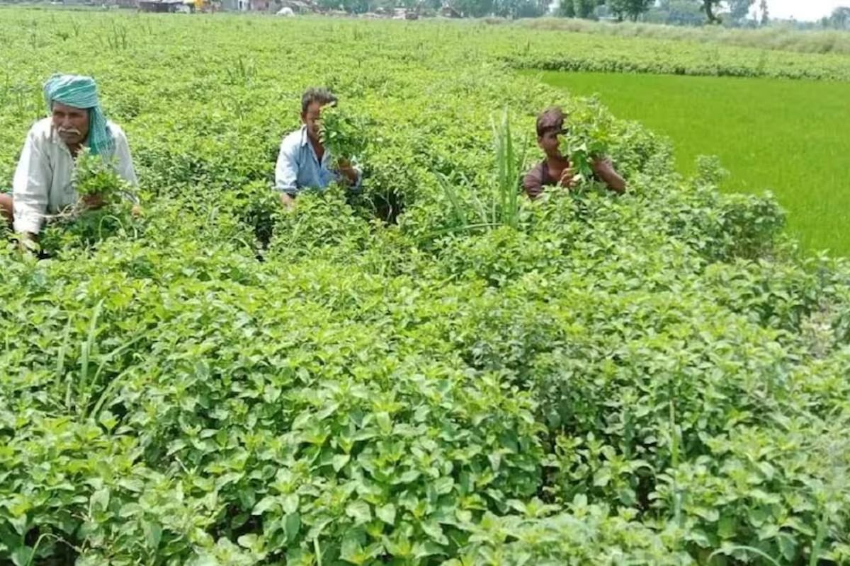 यहां मेंथा को घोषित किया गया विशिष्ट उत्पाद, जानिए इससे क्या होगा किसानों को लाभ